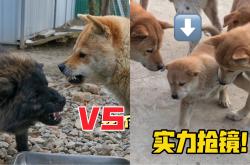 开云体育下载-挑战重重！球队实力对比一触即发
